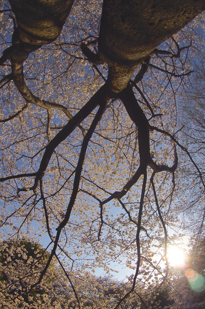 桜の空