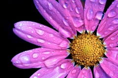Marguerite