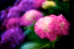 魅惑な紫陽花..ピンク