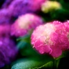 魅惑な紫陽花..ピンク
