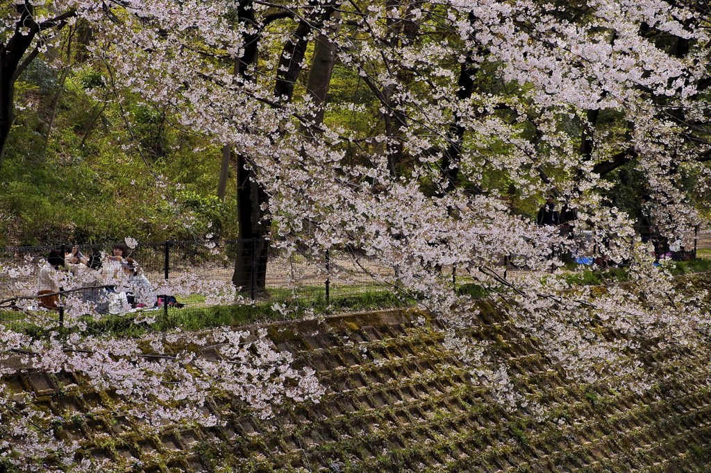 桜と...お花見