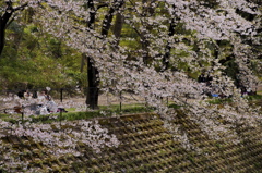 桜と...お花見