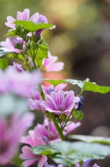 光待つ花姿..3