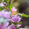 光待つ花姿..3