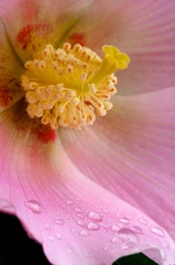雨粒　~花弁に守られる姿~
