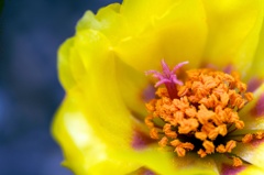 雌蕊と雄蕊