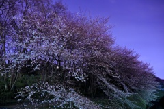 purple