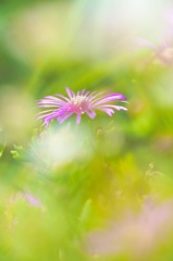 安らぎ...花