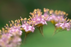小紫陽花