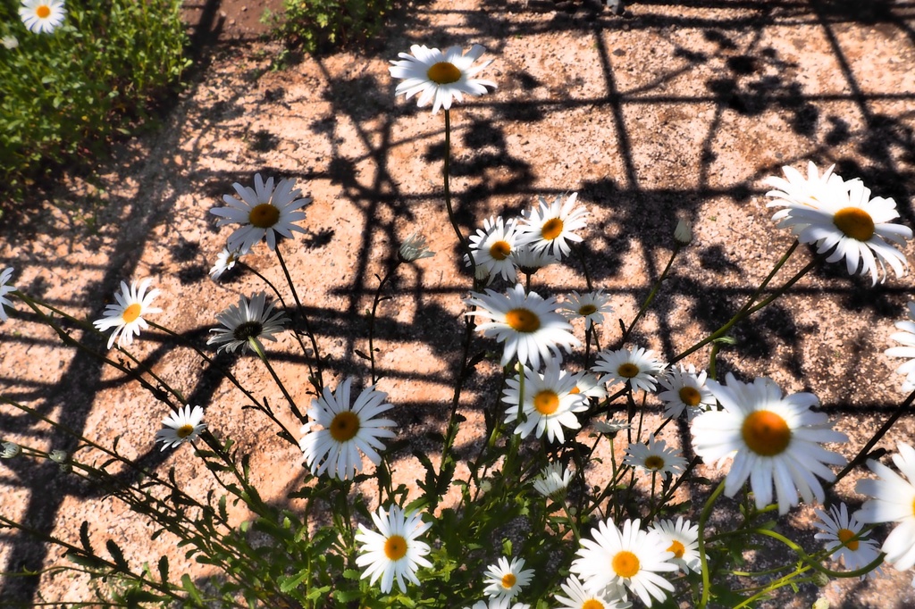 Marguerite