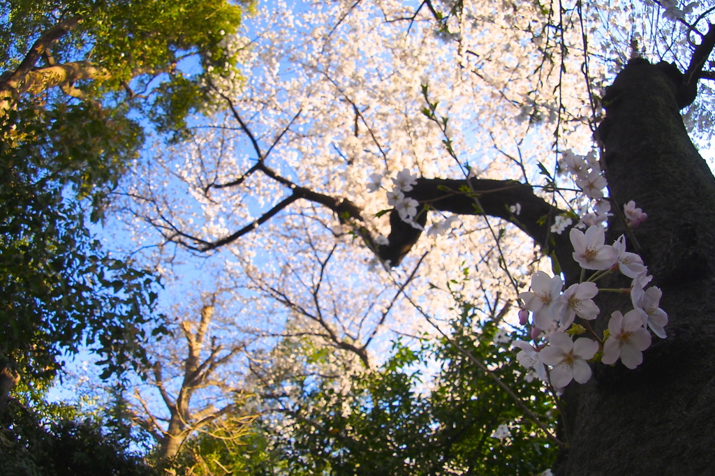 _桜の住む場所