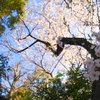 _桜の住む場所
