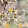 雨中に咲く花