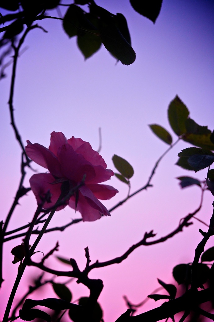 バラ色の空