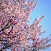 桜　VS　梅