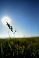 太陽と草