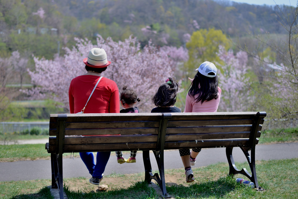 桜を眺めて・・・