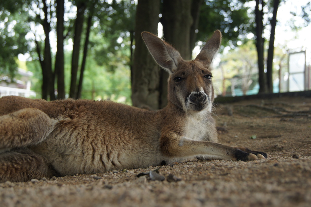 アカカンガルー