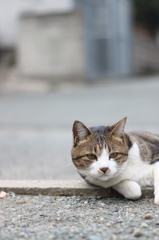 見つめ合う