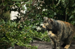 近所の猫