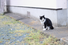 ちょこんと
