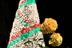 キレイな花は、冬も咲く