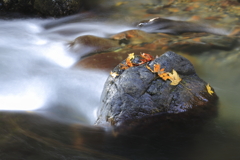 秋の桐生川源流　３