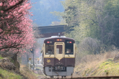 花桃並木の午後