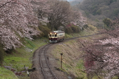 今朝の大間々S字カーブより