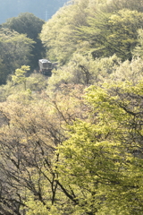 新緑の朝
