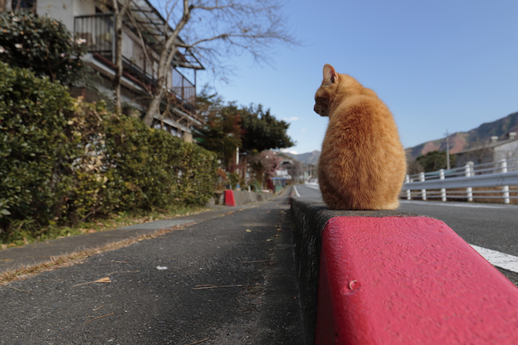 ある山里で出会った猫 2