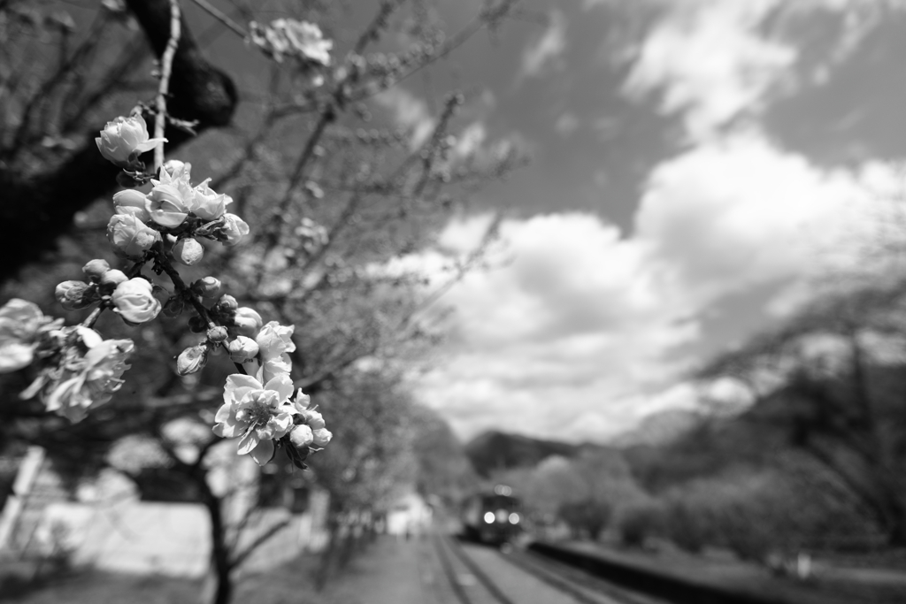 花桃と青空と