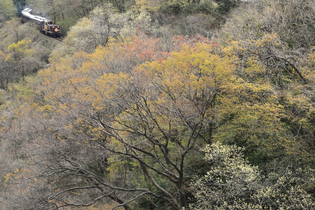 春紅葉の季節 2