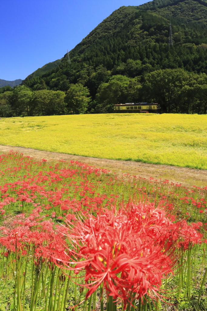わ鐵と曼殊沙華　５