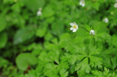 尾瀬で出会った花や植物 4