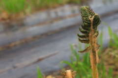 尾瀬で出会った花や植物 2