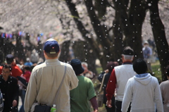 赤城南面千本桜まつり 3