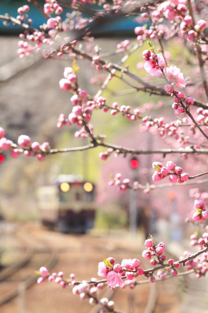 春の開花