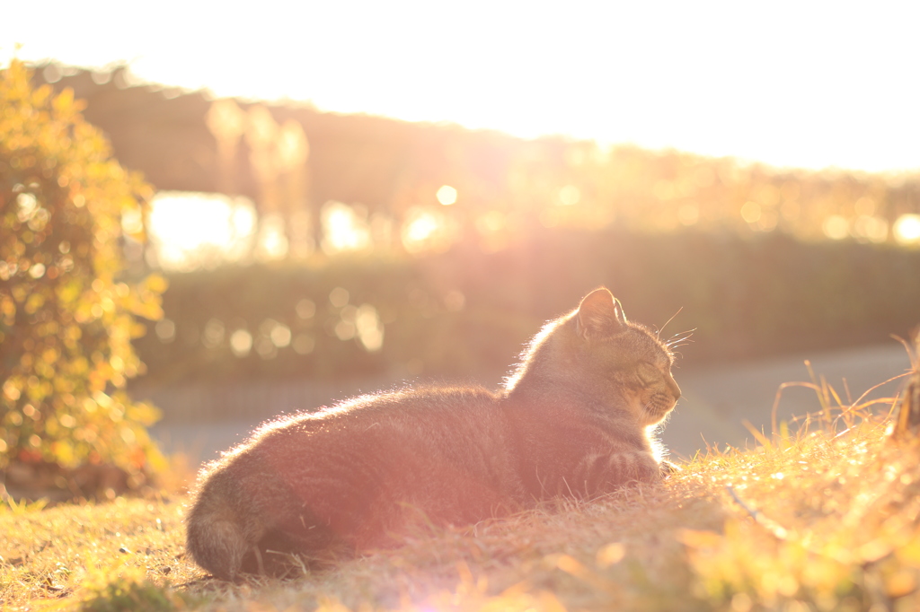 今日もいい日だニャ(=^ェ^=)