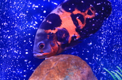 水槽の中の魚