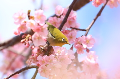 河津桜とメジロ 3
