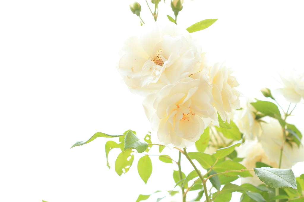 ホワイトローズ  2