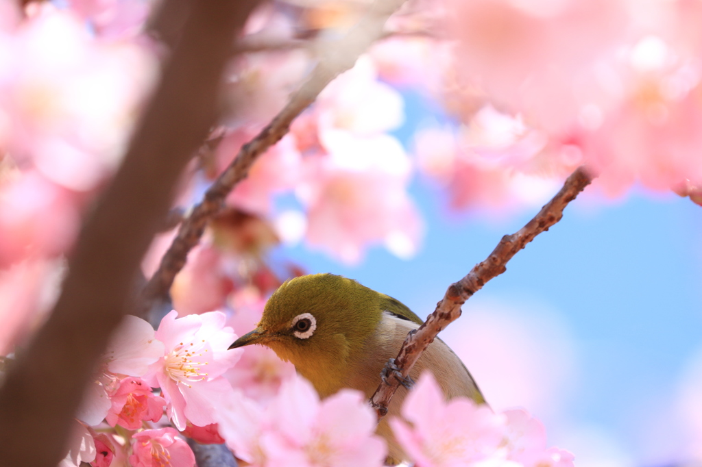 河津桜とメジロ 2