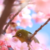 河津桜とメジロ 2