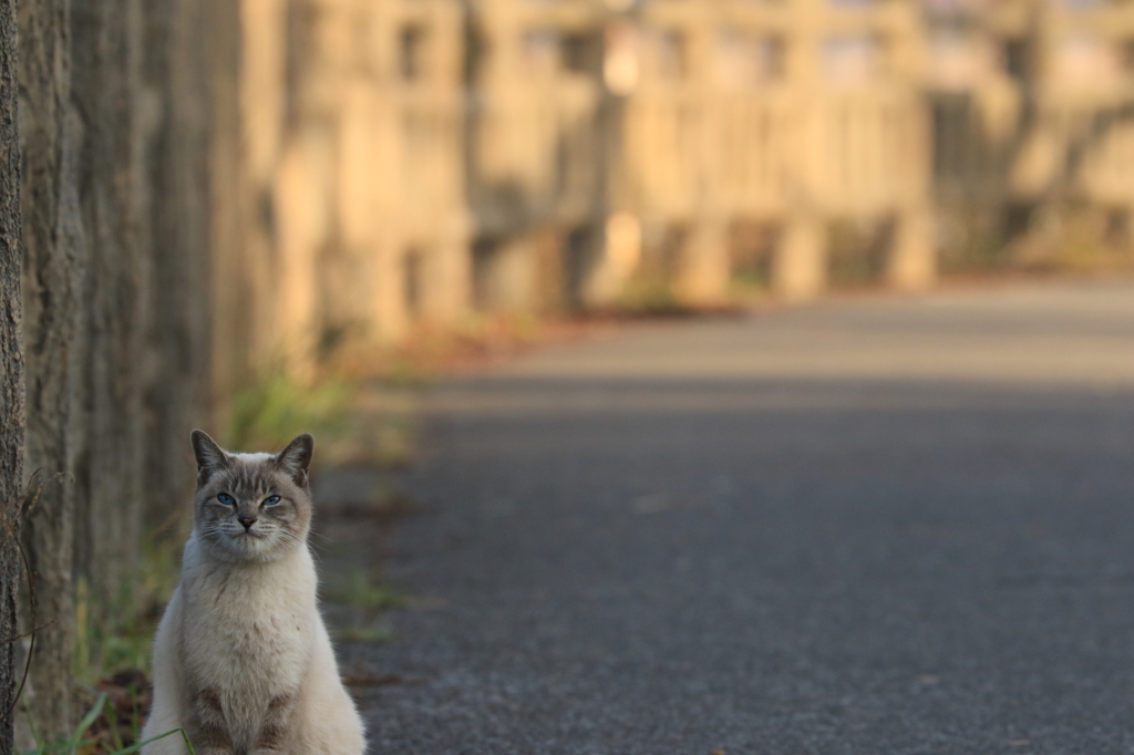ボク ネコちゃん(=^ェ^=)  キリっ!!
