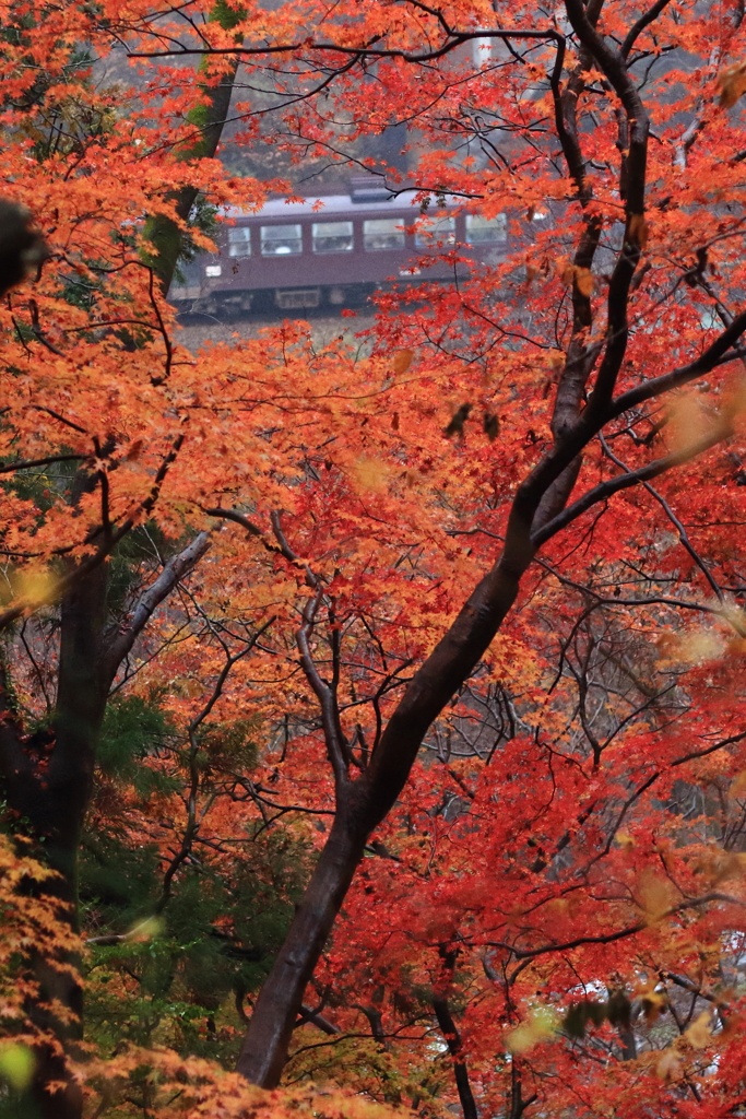 紅葉を見ていたら　2