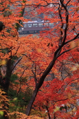 紅葉を見ていたら　2