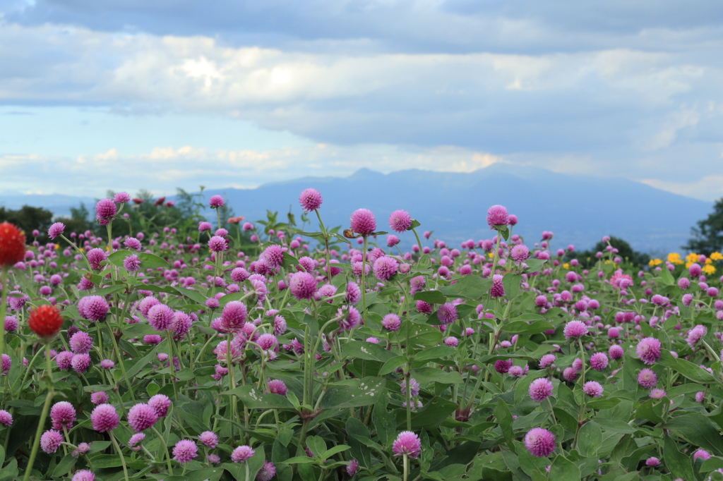 千日紅と赤城山