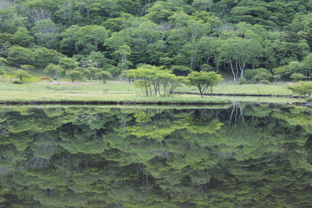 ６月の覚満淵　２