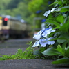 沢入駅のアジサイ　５